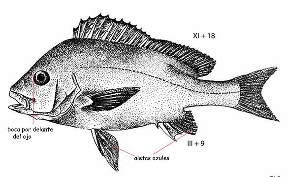Plectorhinchus mediterraneus_01.jpg